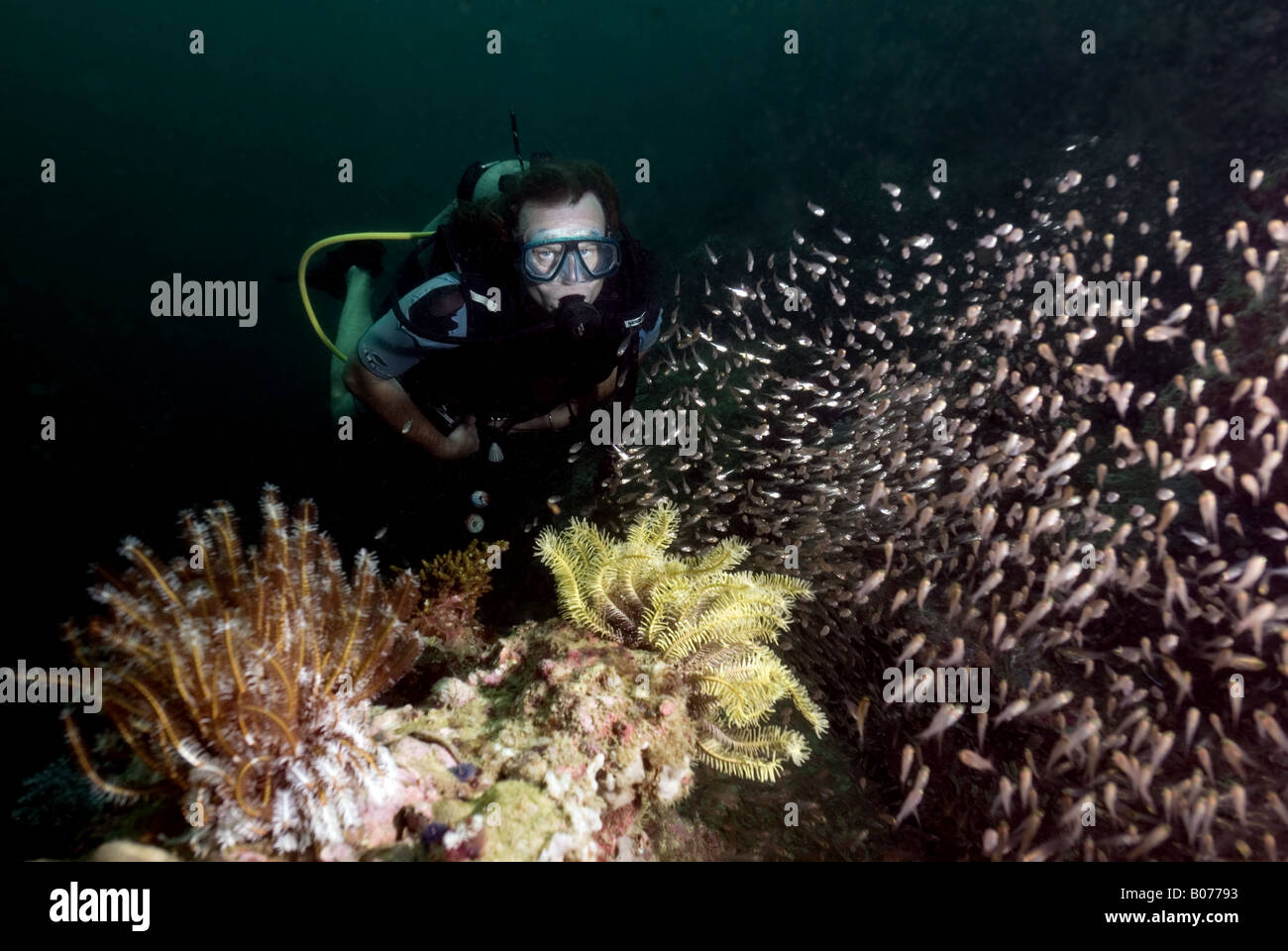 Sommozzatore guardando il novellame di scolarizzazione pesce su una barriera corallina sotto l'acqua Foto Stock