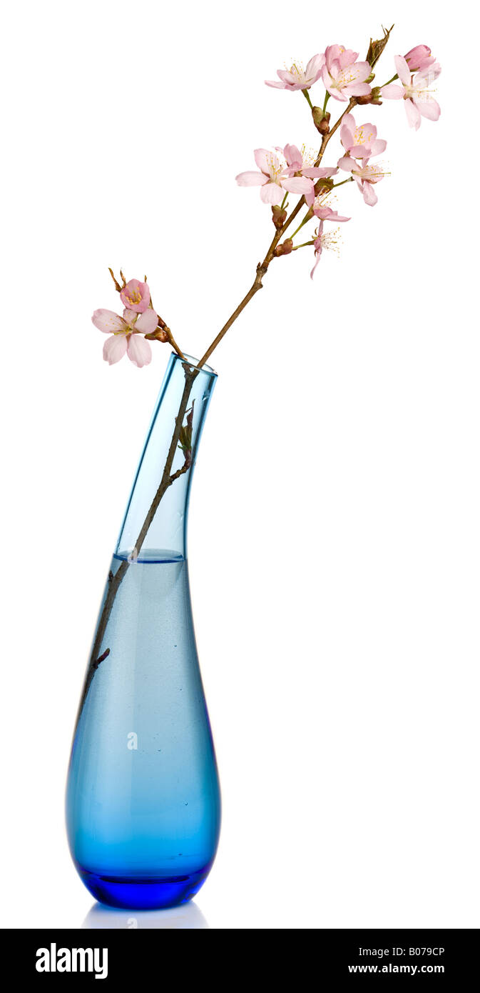 Rosa fiori di ciliegio in vaso blu Foto Stock