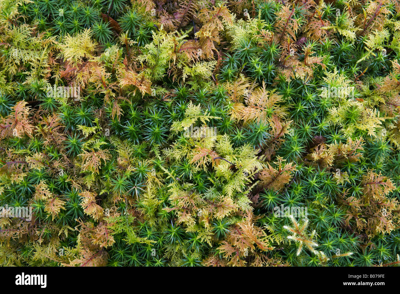 Star moss Polytrichum formosum e scintillante di legno moss Hylocomium splendens Ariundle boschi di quercia, Scozia Foto Stock