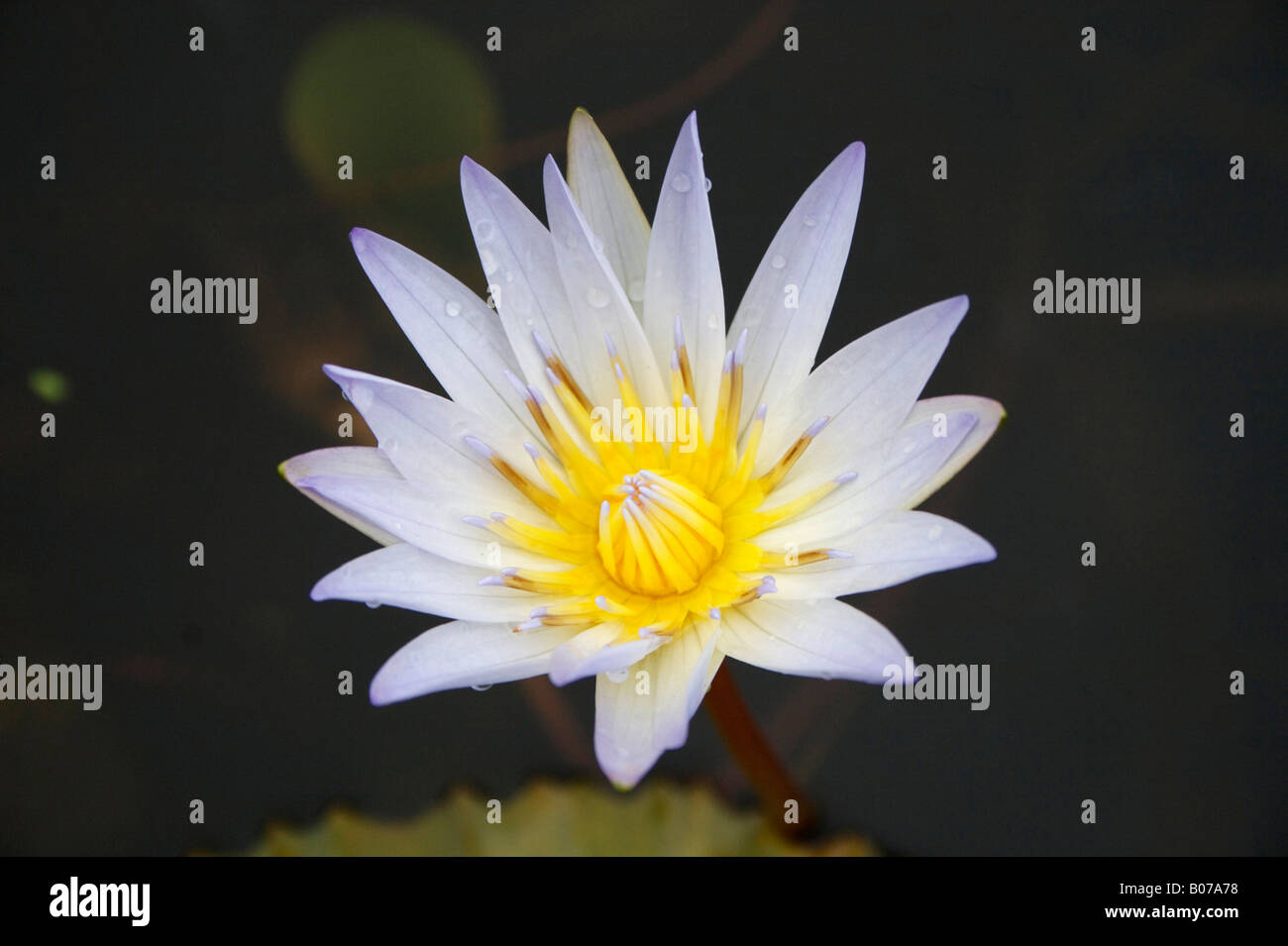 Un fiore di loto in un grande vaso di ceramica all'ingresso Jiangshan parcheggiare di fronte alla Città Proibita di Pechino CINA Foto Stock