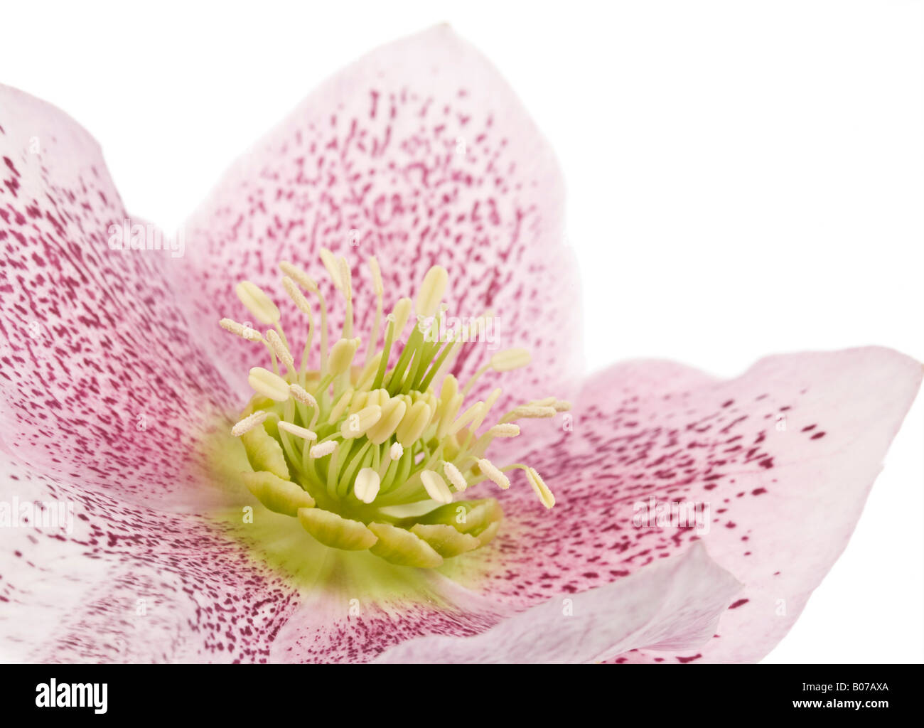 L'elleboro orientalis fiore su sfondo bianco Foto Stock
