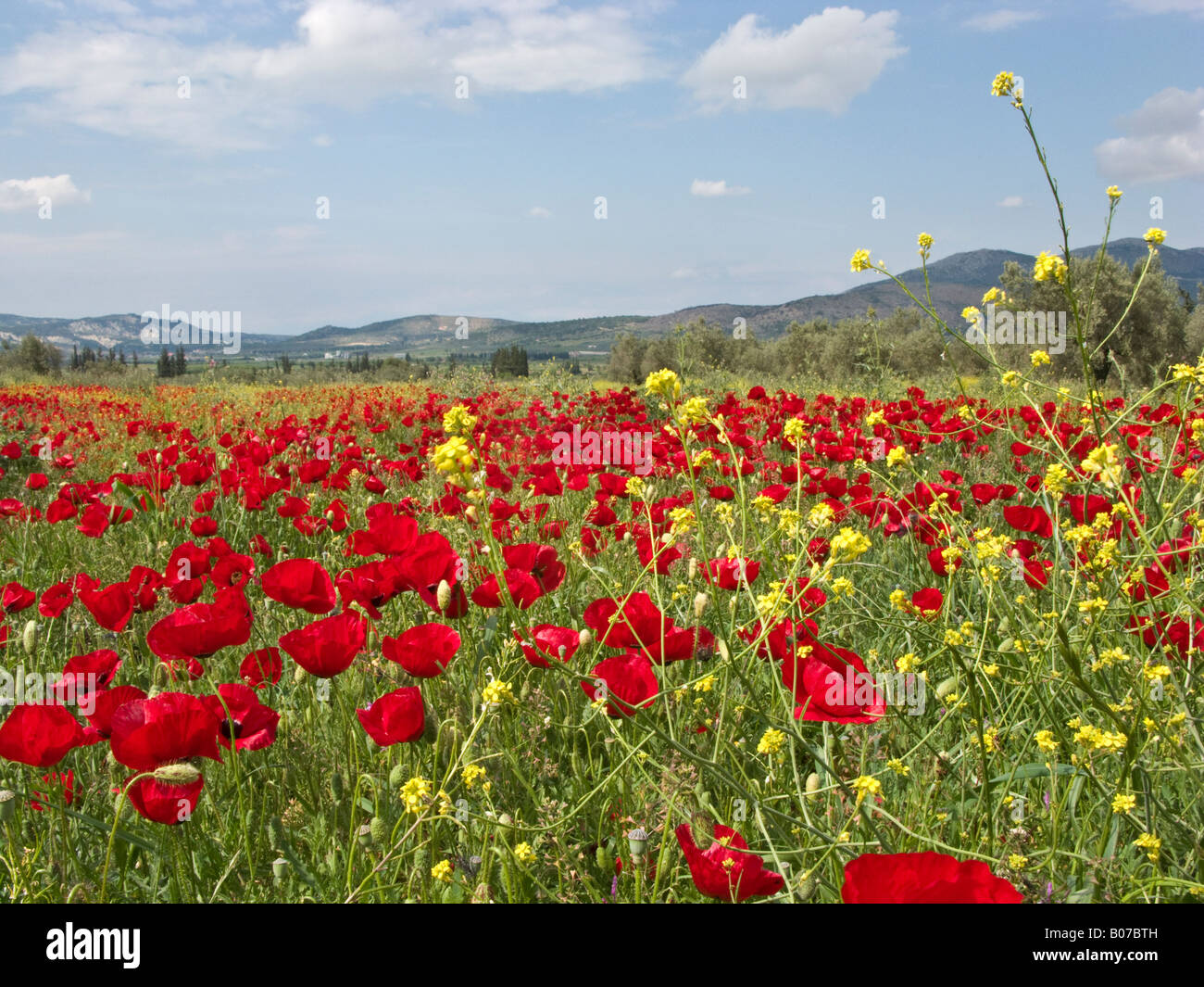 La molla poppies in campo, vicino a Corinto, Grecia Foto Stock