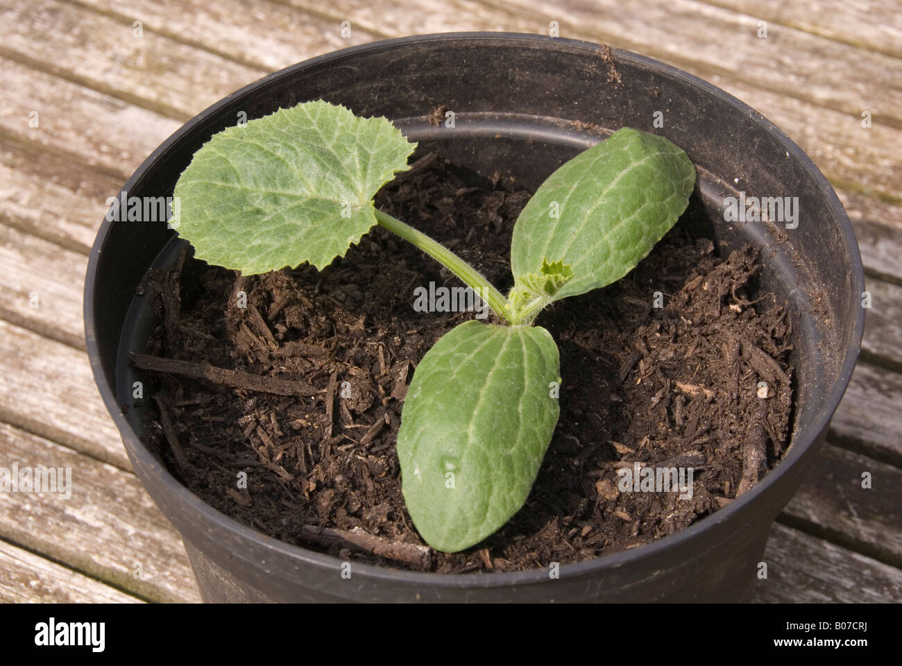 Giovani pianta di zucchine in una pentola nome di varietà TristranF1 Foto  stock - Alamy