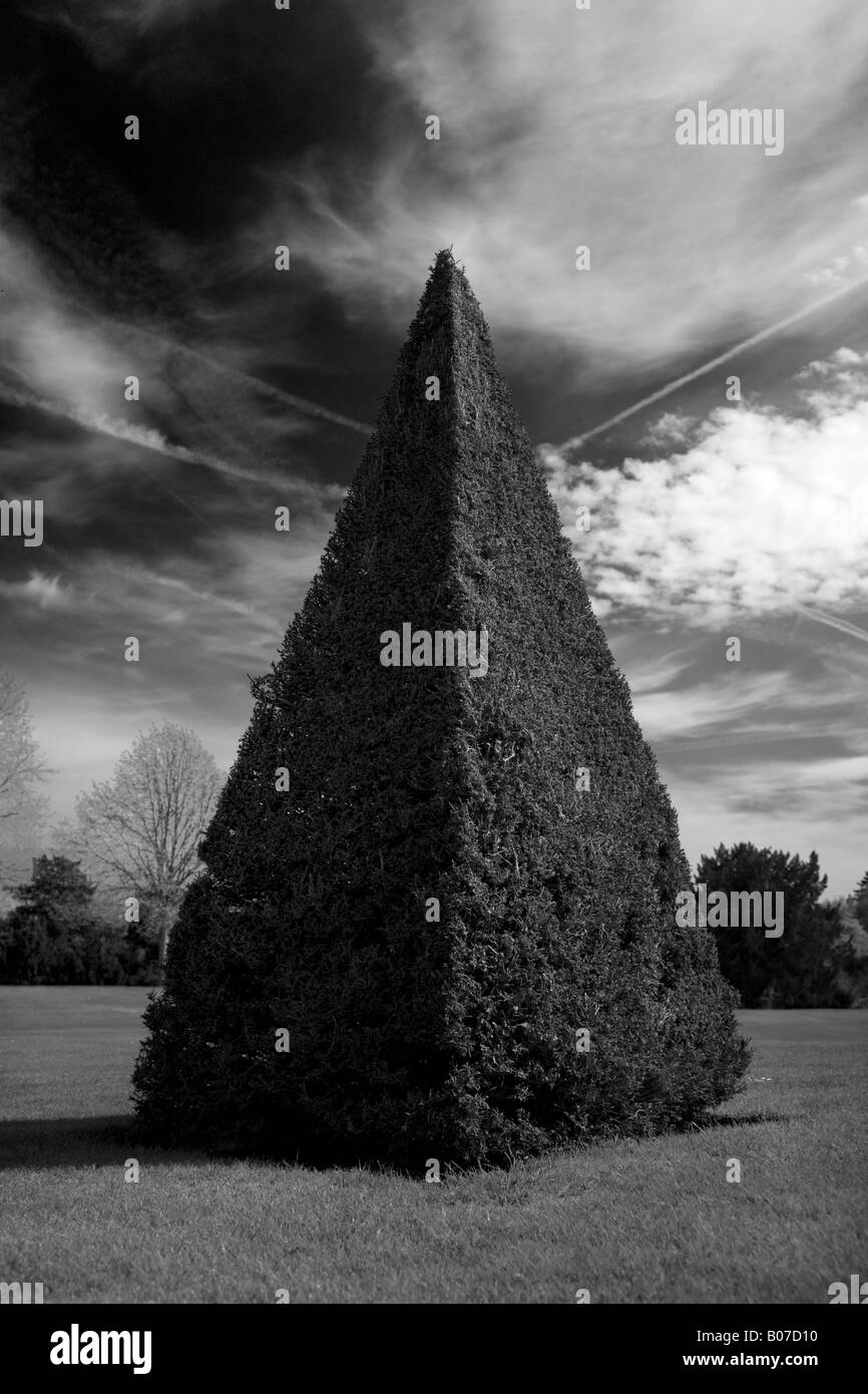 Topiaria da albero nel giardino tra realtà e finzione Foto Stock