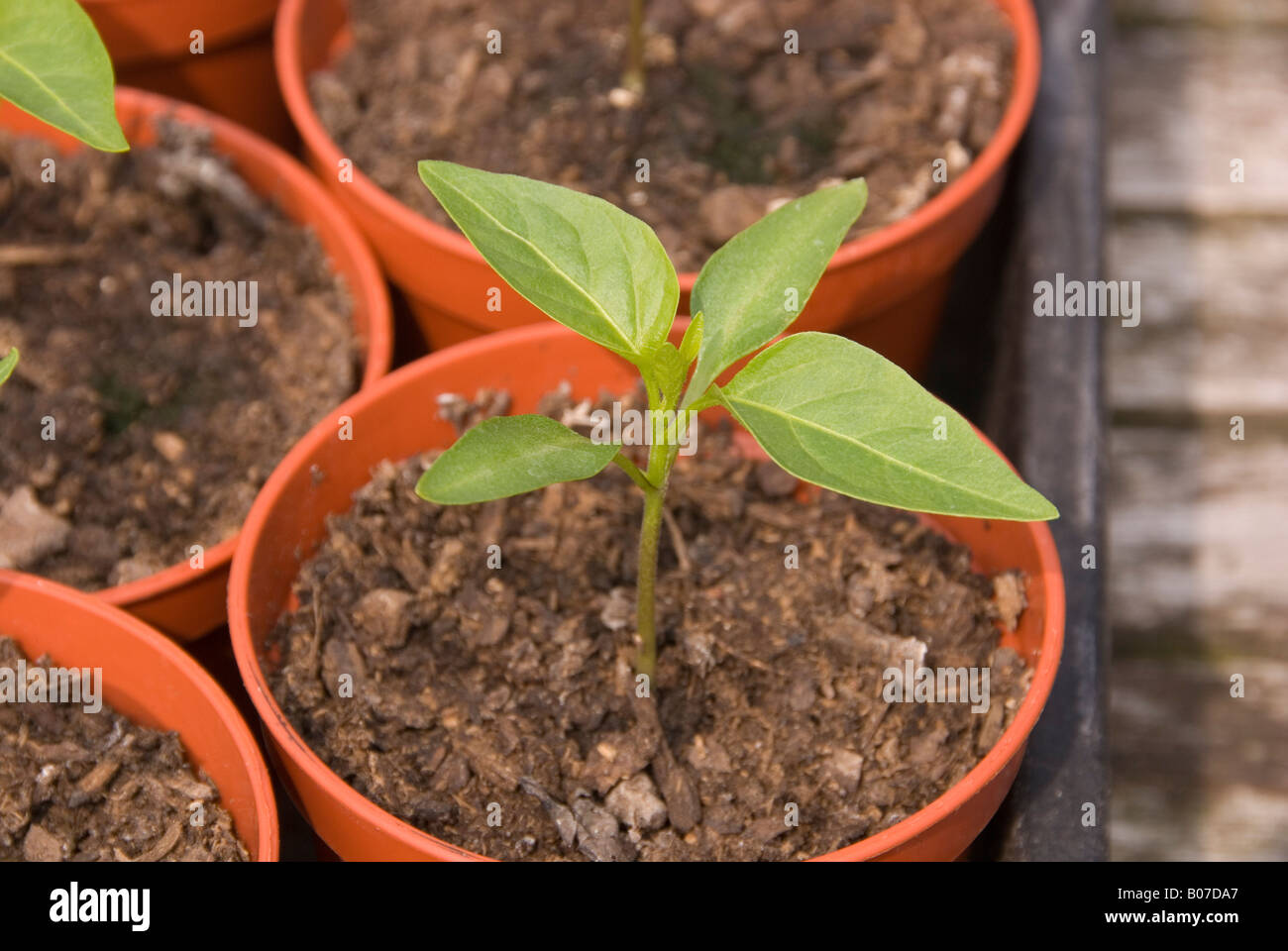 Giovani 'Mini bell' dolce di piante di pepe Foto Stock