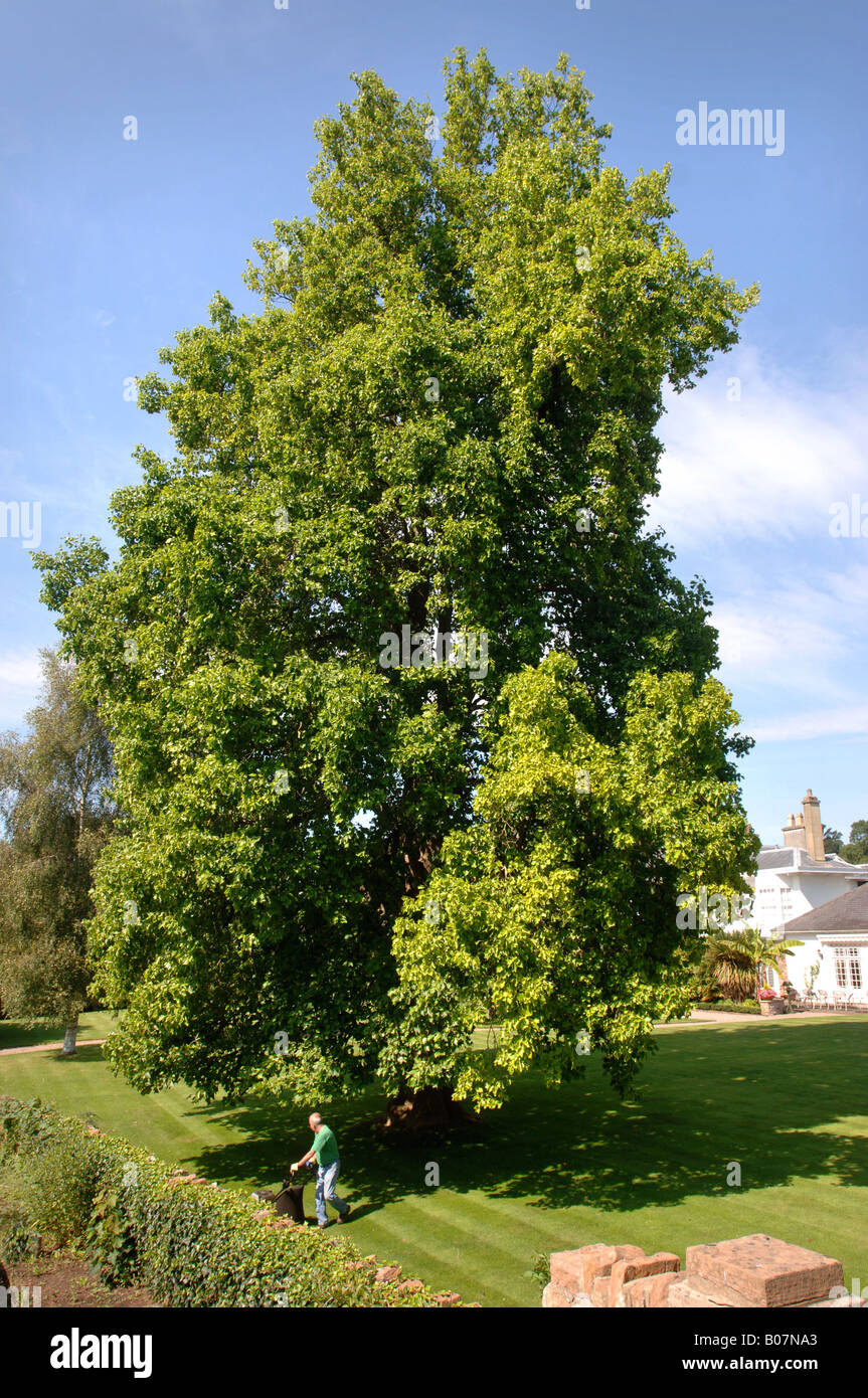 Un giardiniere la falciatura di un prato intorno a un tulipano albero che cresce in una Inghilterra occidentale GARDEN REGNO UNITO Foto Stock