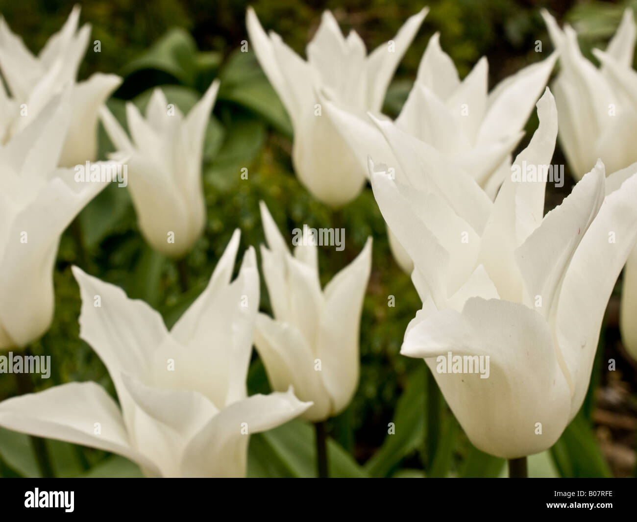 Tulipani bianchi Foto Stock