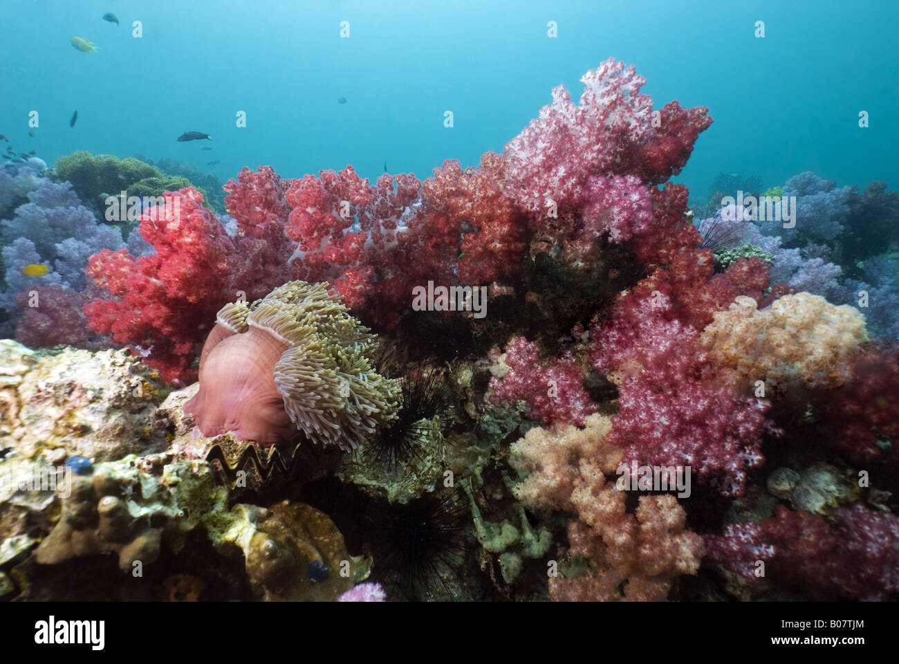 Soft coralreef sotto l'acqua Foto Stock