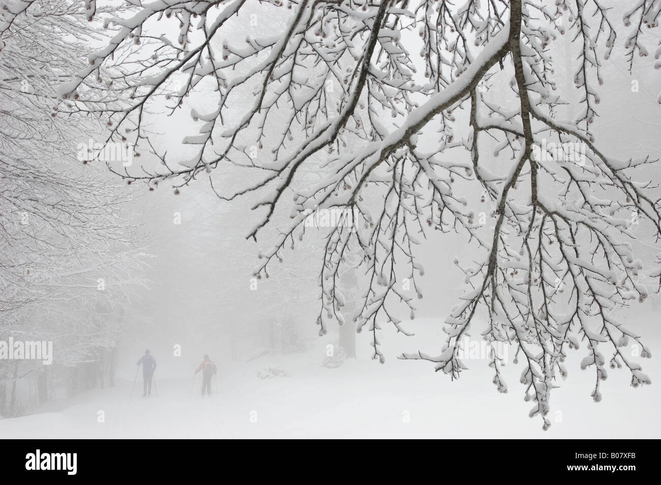 Albero sotto la neve Foto Stock