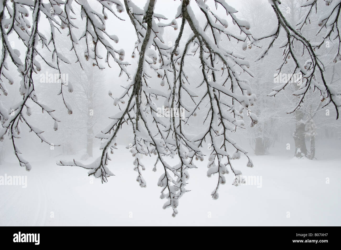 Albero sotto la neve Foto Stock