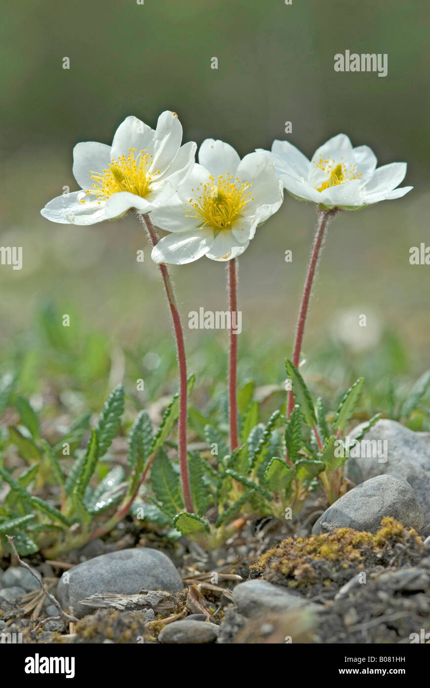 Mountain Avens (Dryas octopetala), fioritura Foto Stock