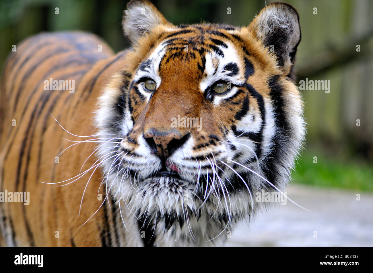 Tiger inceppato il suo tounge out Foto Stock