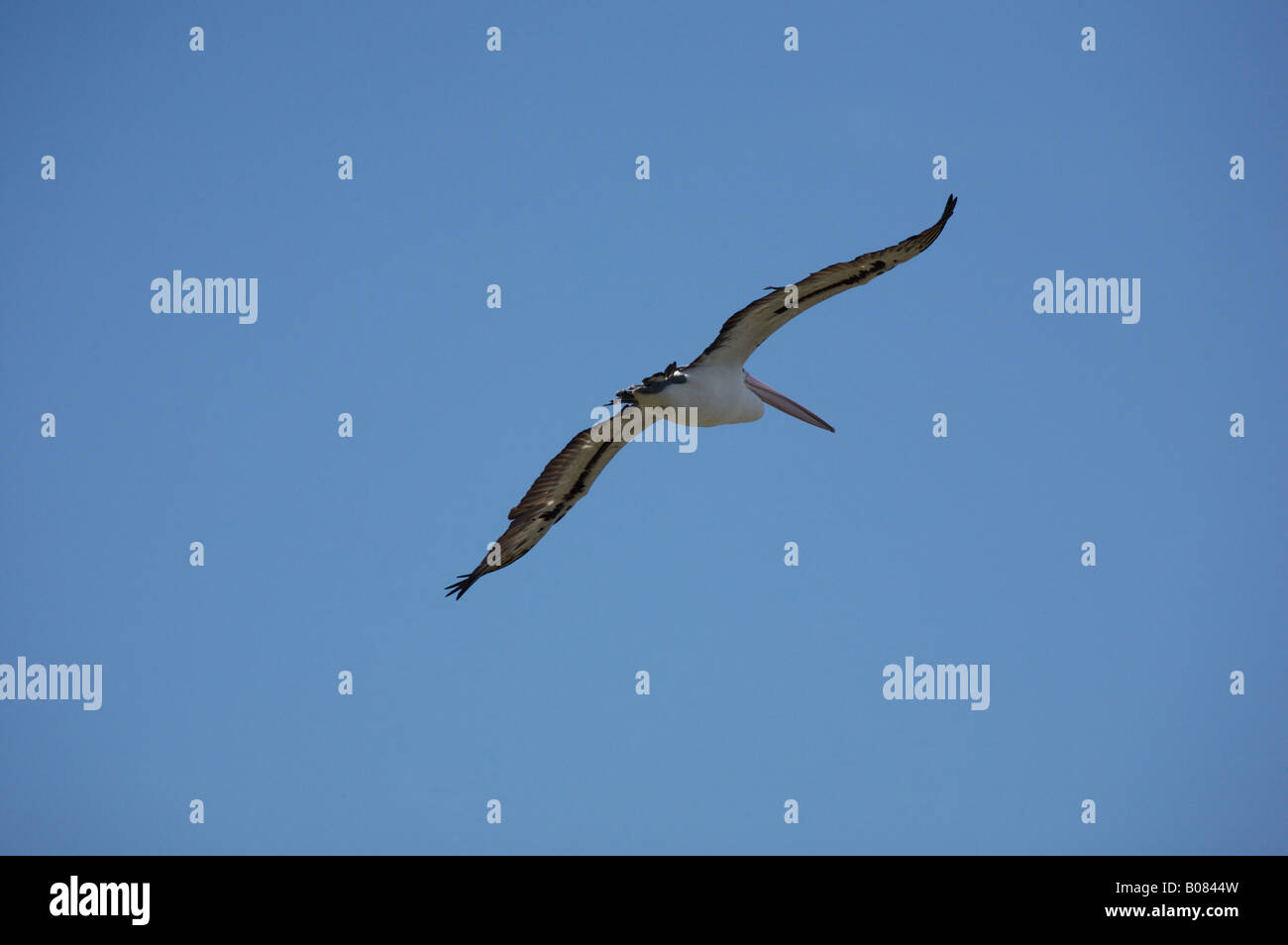 Australian Pelican Pelecanus conspicillatus in volo la cattura dei sistemi di raffreddamento Foto Stock