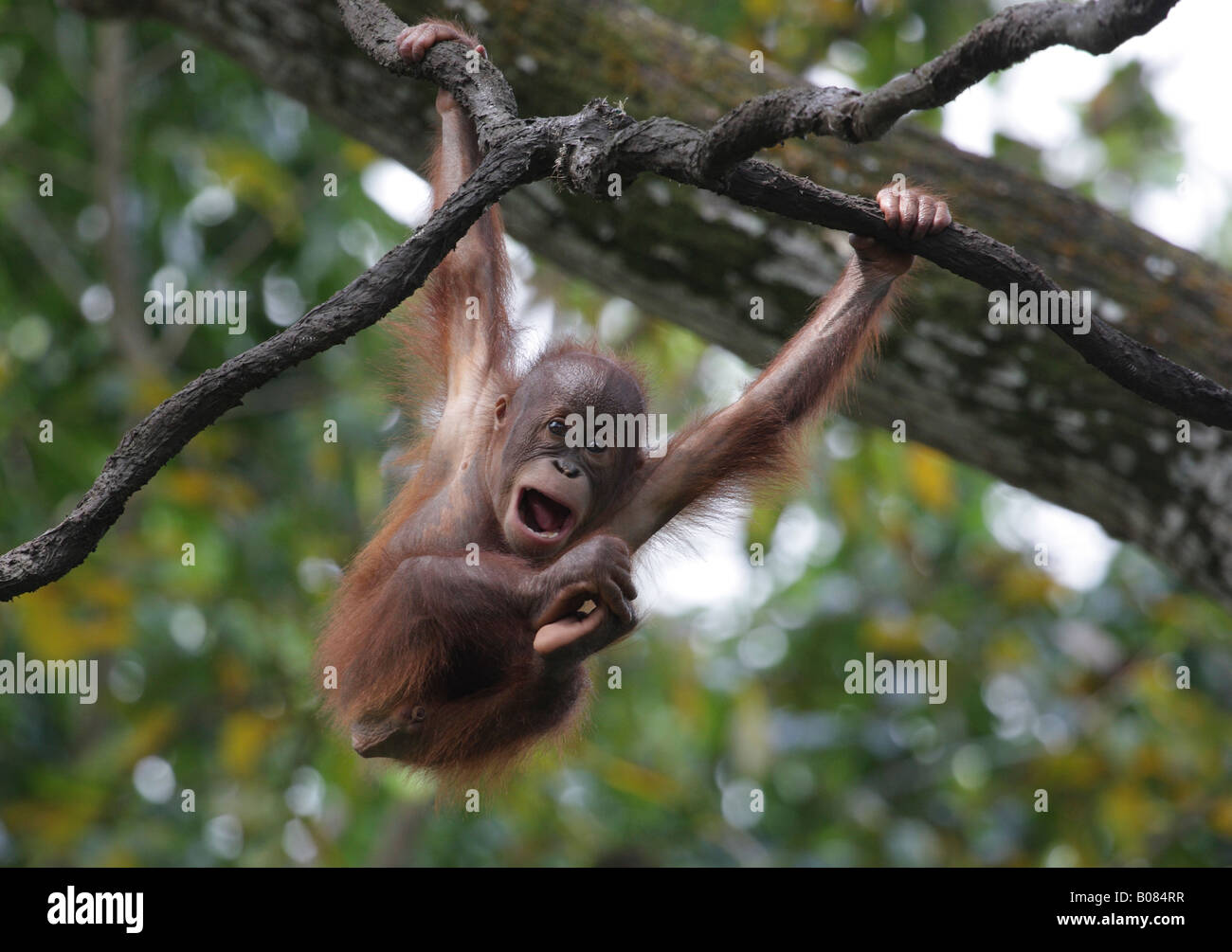 Baby Orang Utan( Pongo Pygmaeus)giocando nel treetop, Foto Stock