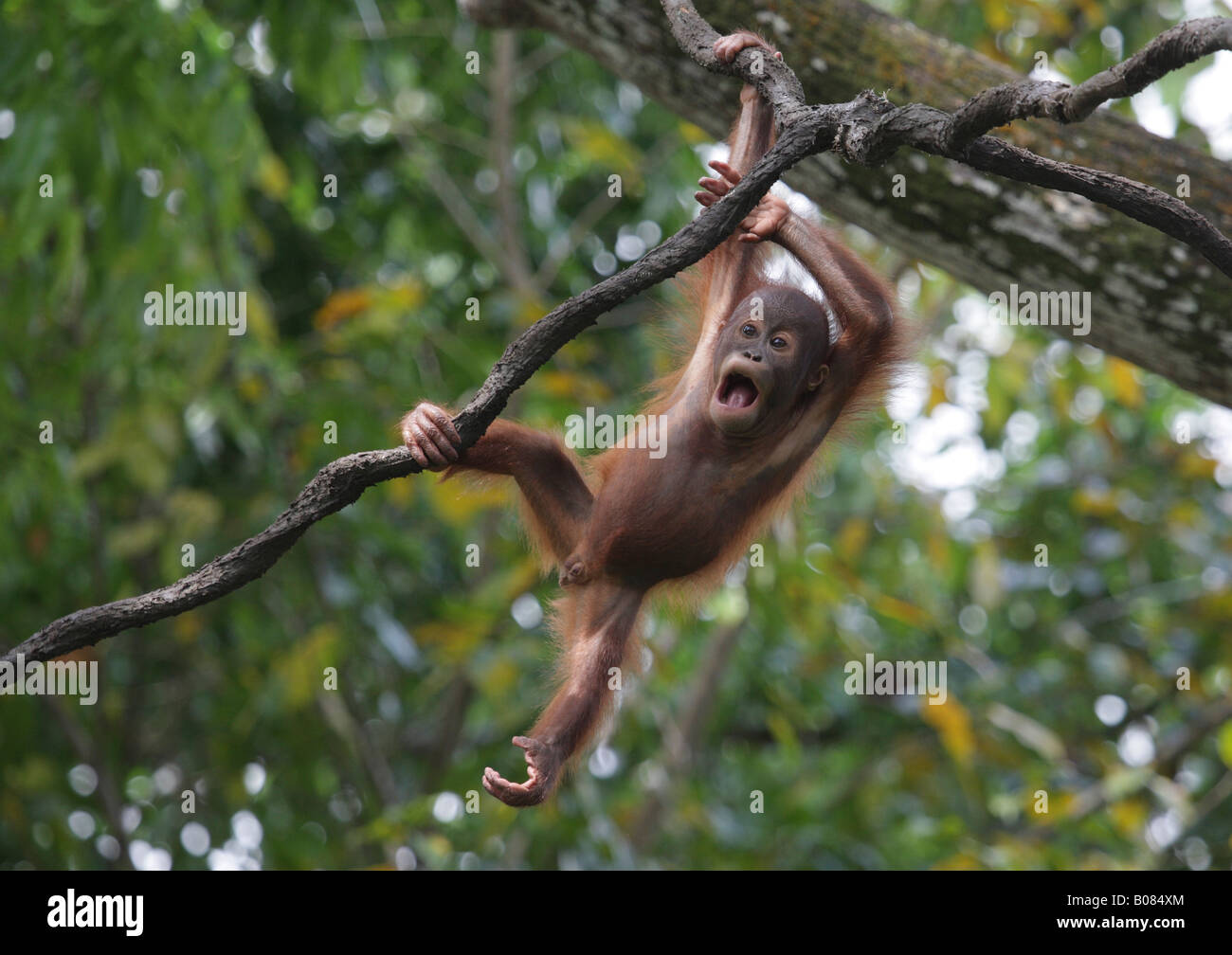 Baby Orang Utan( Pongo Pygmaeus)giocando nel treetop, Foto Stock