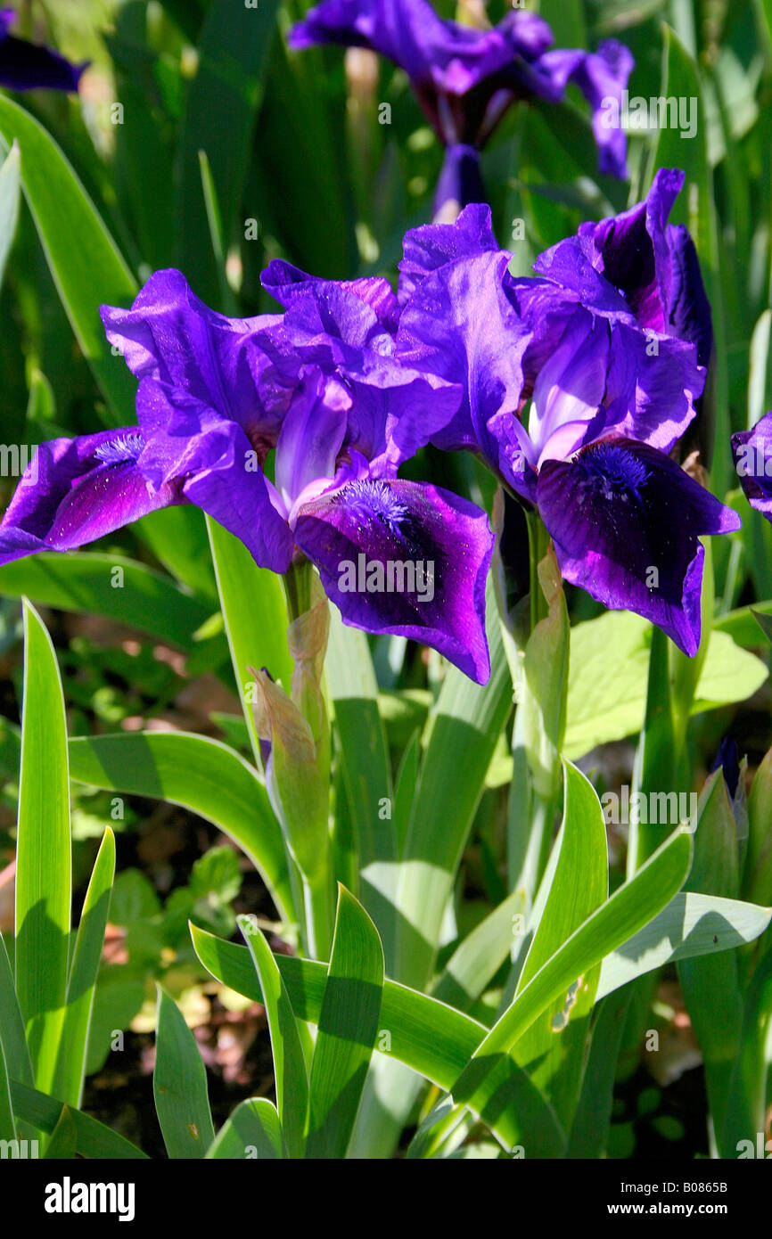 Viola iride fiori primavera Cambridgeshire England Regno Unito Regno Unito Foto Stock