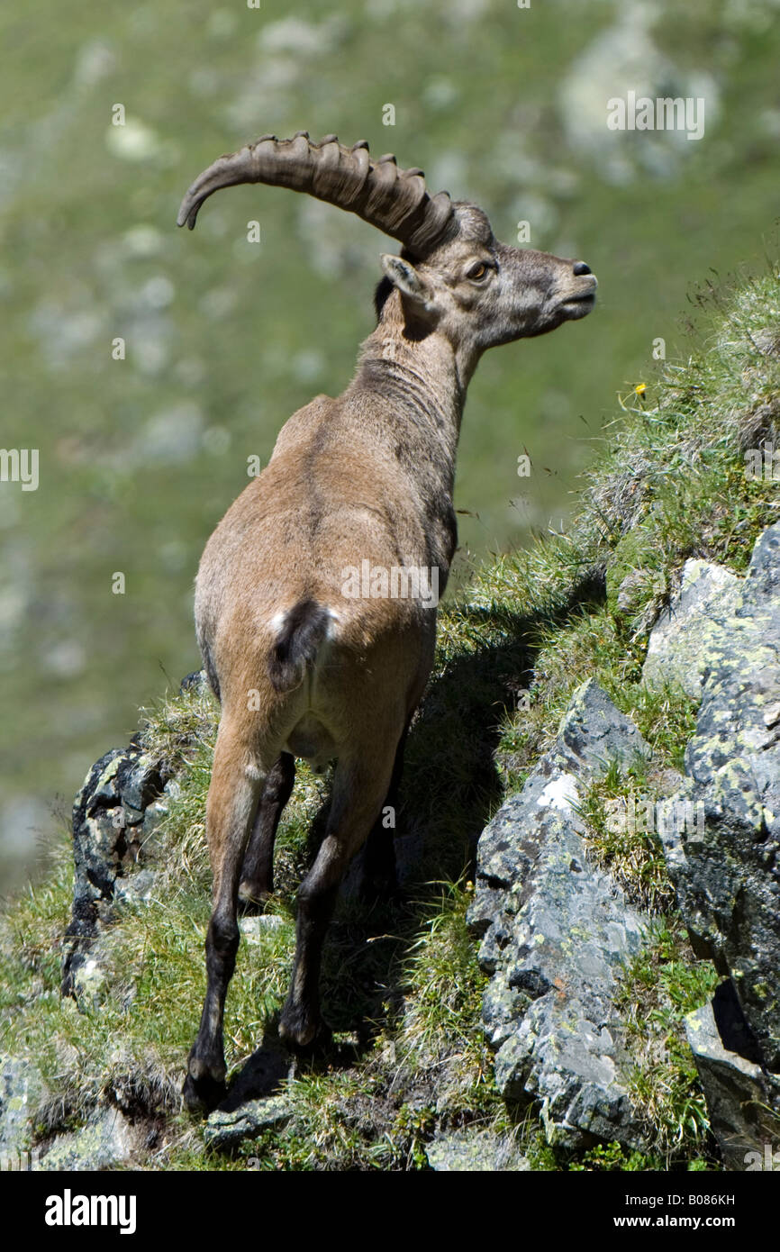 Stambecco delle Alpi (Capra ibex), maschio in piedi su una scogliera visto dalla parte posteriore Foto Stock