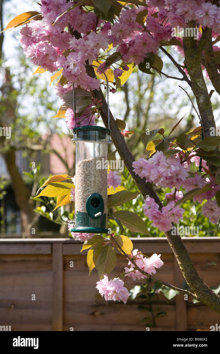 Bird Feeder e aprile la fioritura dei ciliegi nel giardino LONDON REGNO UNITO Foto Stock