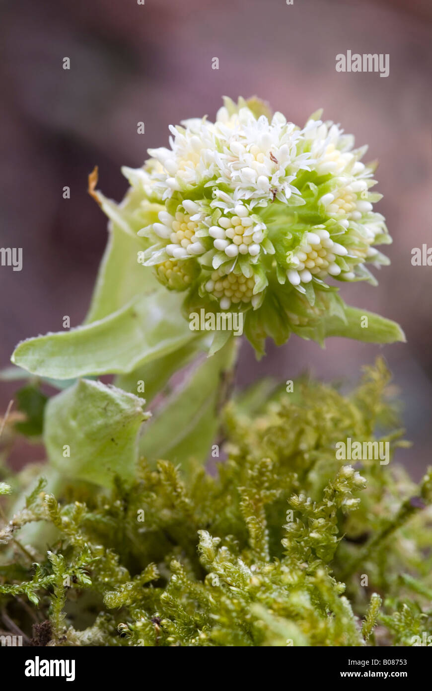 Petasite bianca (Petasites albus), la fioritura delle piante Foto Stock