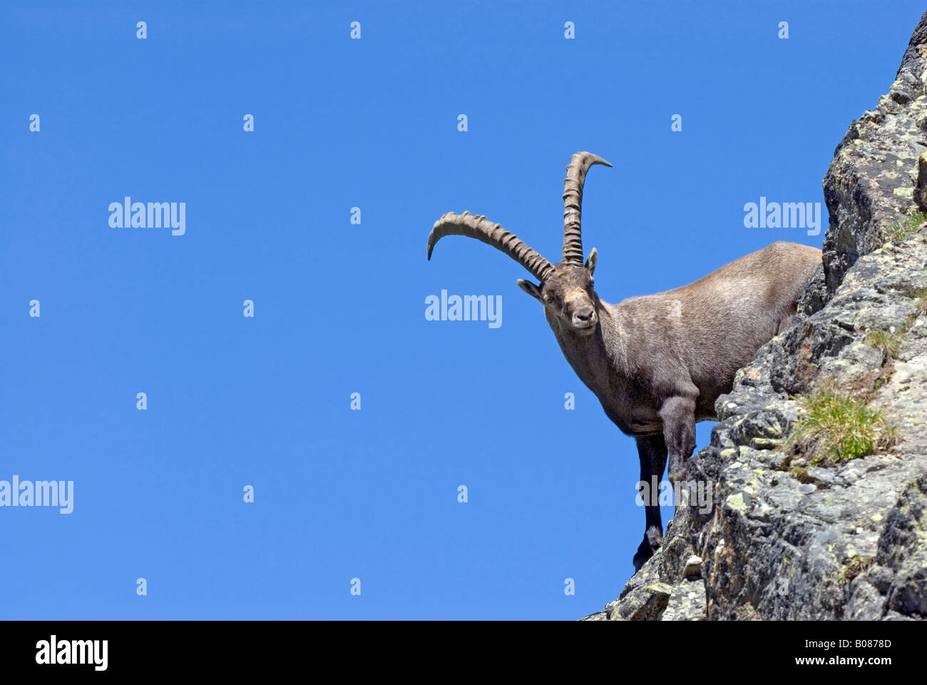 Stambecco delle Alpi (Capra ibex), maschio in piedi in una scogliera Foto Stock