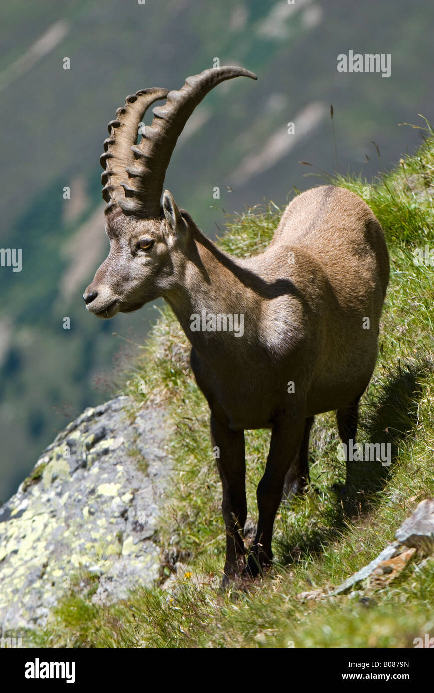 Stambecco delle Alpi (Capra ibex), maschio in piedi su una scogliera visto dalla parte anteriore Foto Stock