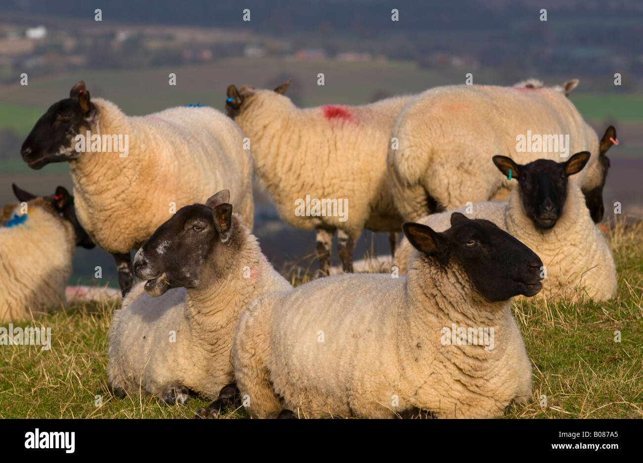 Pecore pascolano su Cole's Tump naturalmente un tumulo formata su di una collina a sud di Herefordshire Inghilterra UK UE Foto Stock