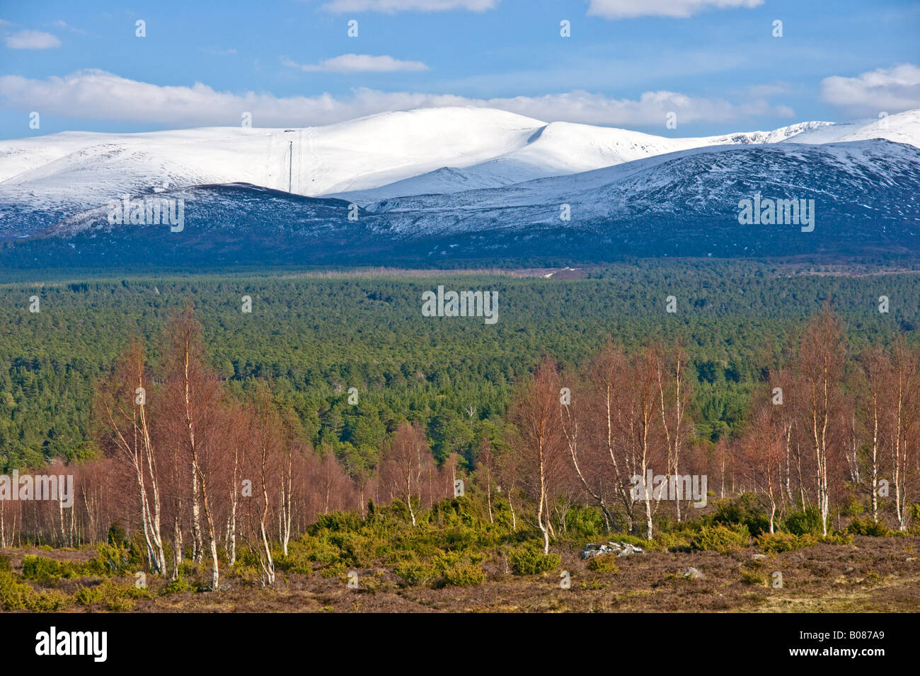 Mighty scozzese Cairngorm di montagna nel Parco Nazionale di Cairngorms su un soleggiato aprile giornata con betulle nella parte anteriore Foto Stock