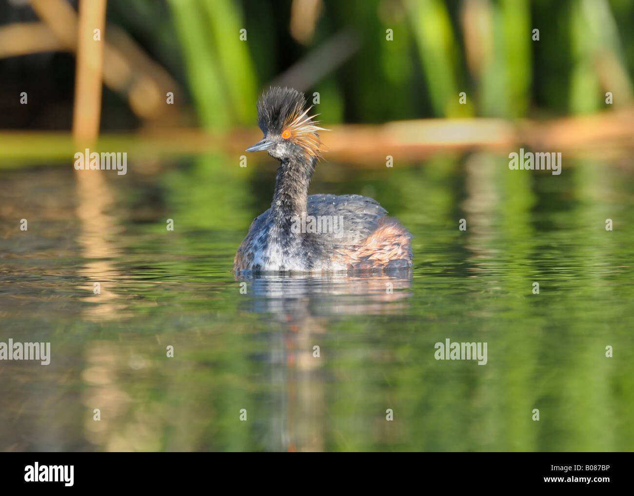 Eared Grebe (noto anche come un collo nero svasso in Europa) Foto Stock