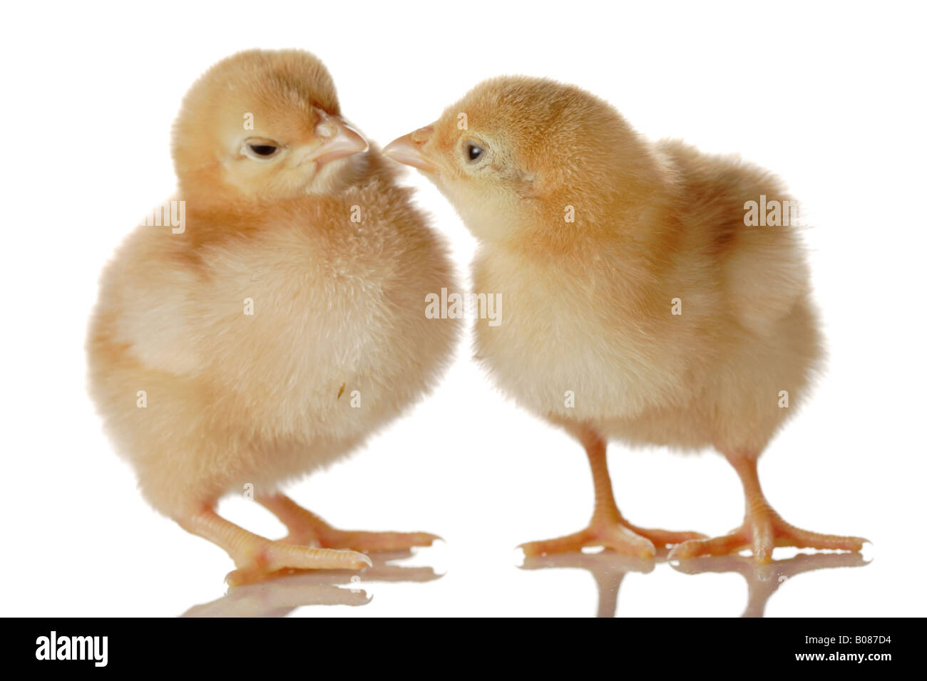 Due soffici Baby Chicken Foto Stock