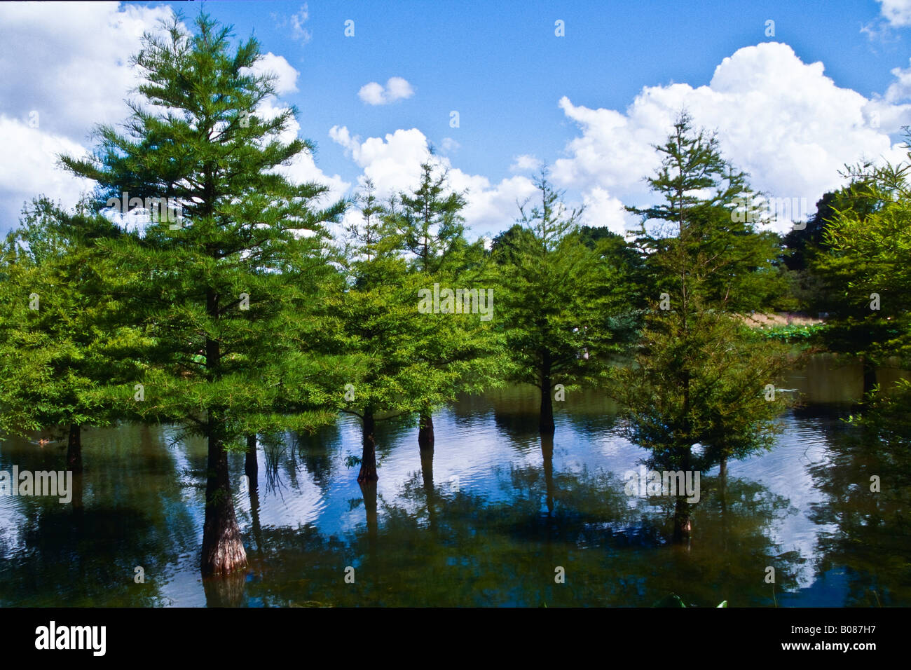 Swamp Cypress nell'Arboreto Ellerhoop Foto Stock