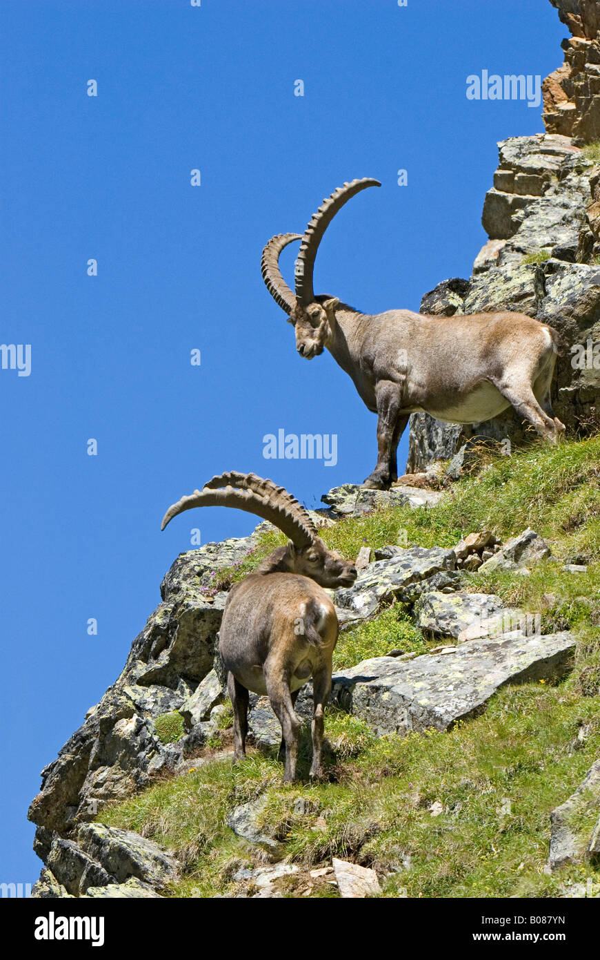 Stambecco delle Alpi (Capra ibex), due maschi in piedi in una scogliera Foto Stock