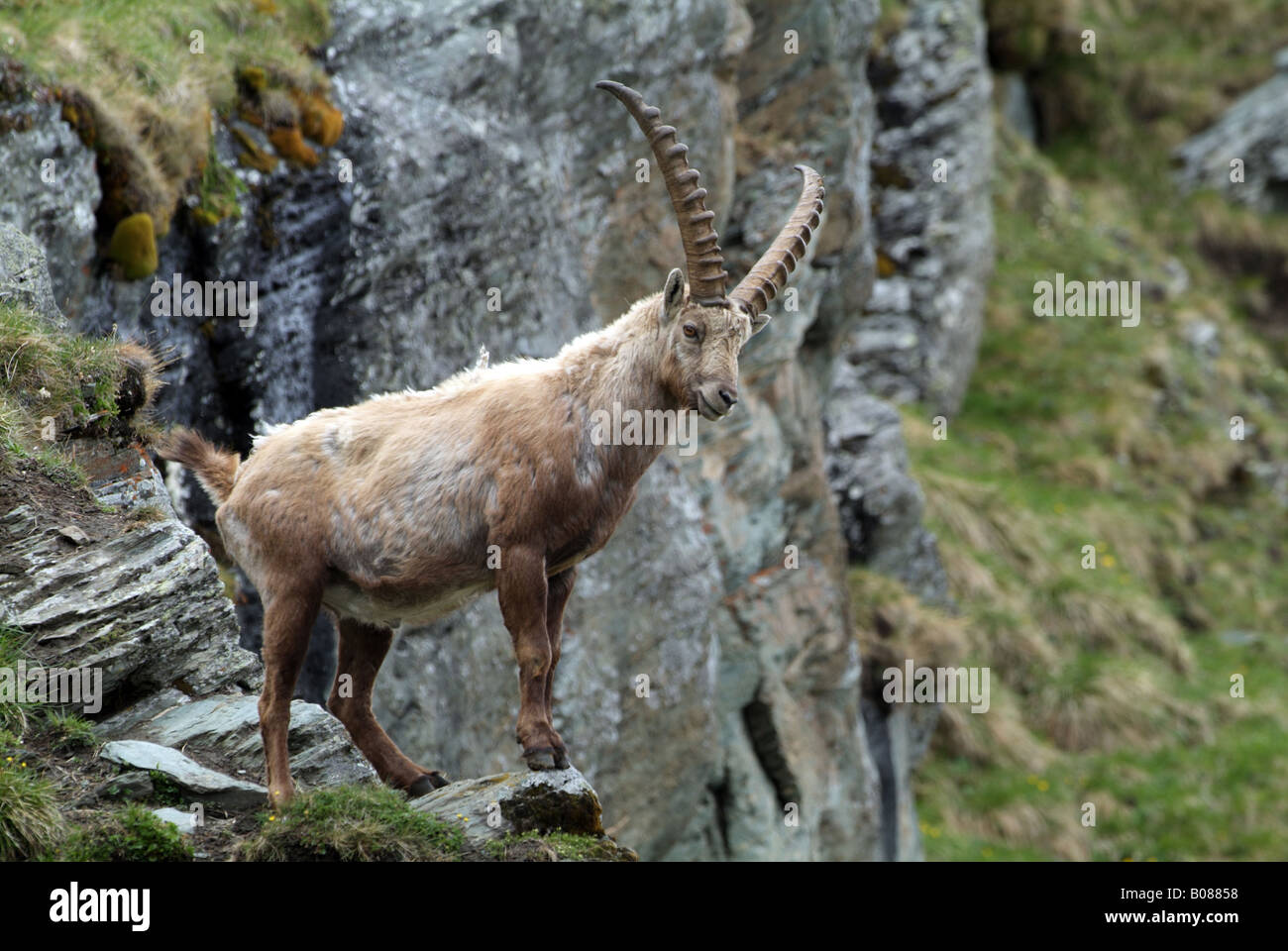 Stambecco delle Alpi (Capra ibex), maschio in piedi su una scogliera rocciosa Foto Stock