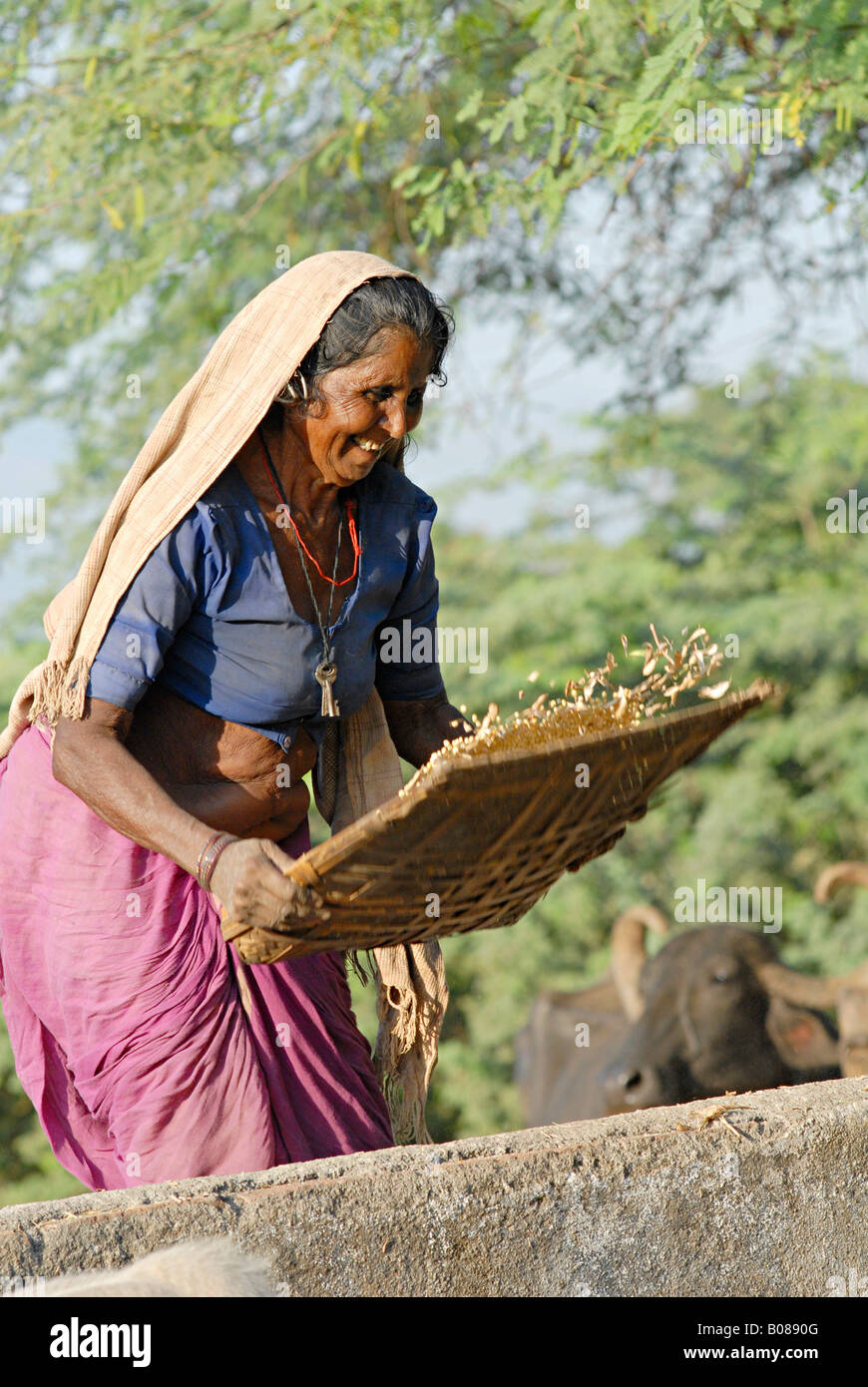 Il vecchio donna tribale spulatura grammo nel campo. Tribù Bhil Foto Stock