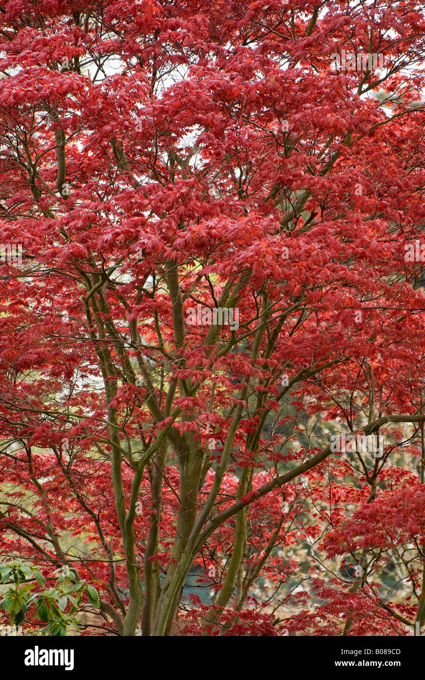 albero di acero rosso in giardino inglese, norfolk, inghilterra Foto Stock