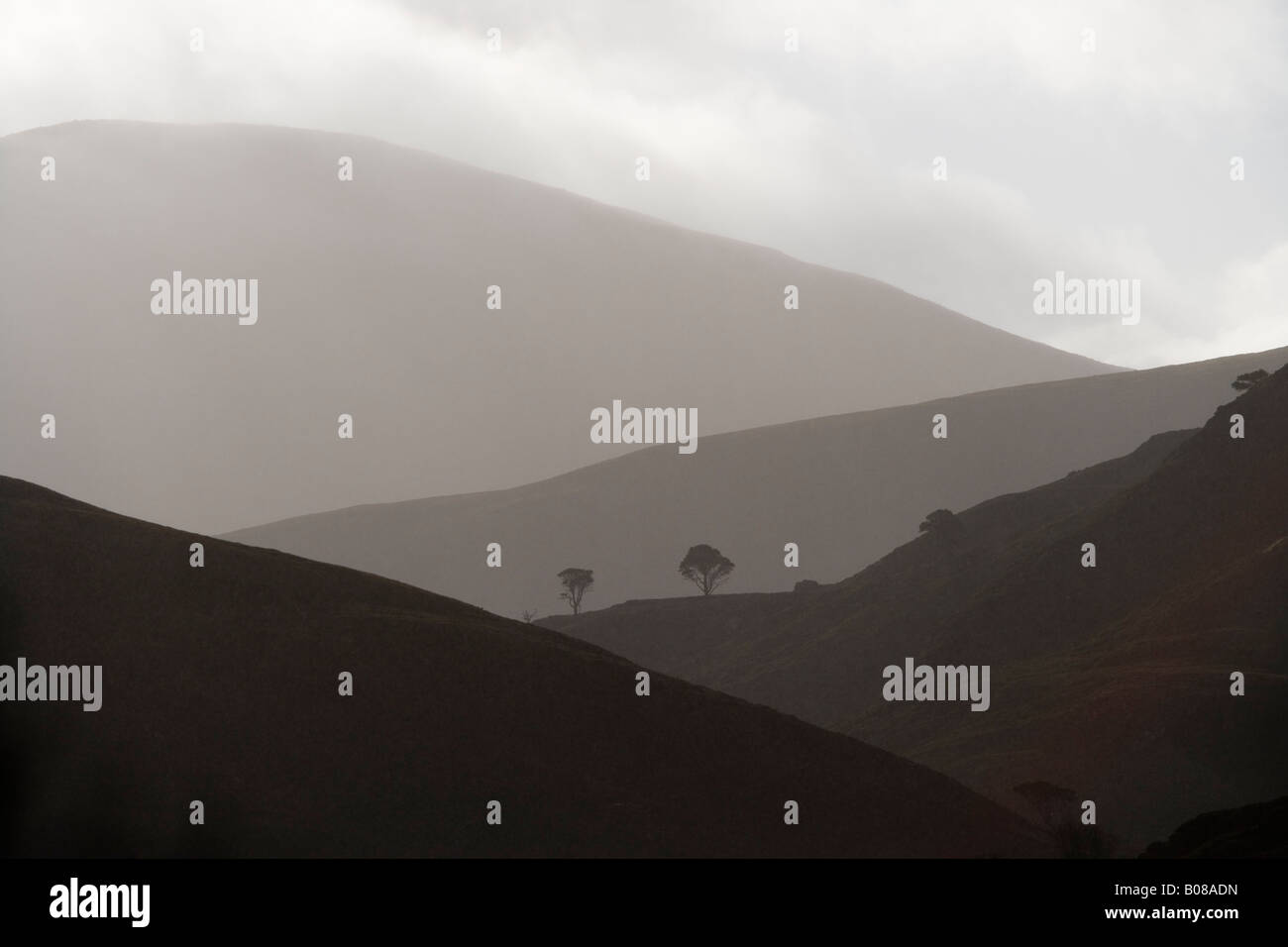 Montagne e alberi in Alladale station wagon, Sutherland, Scozia Foto Stock