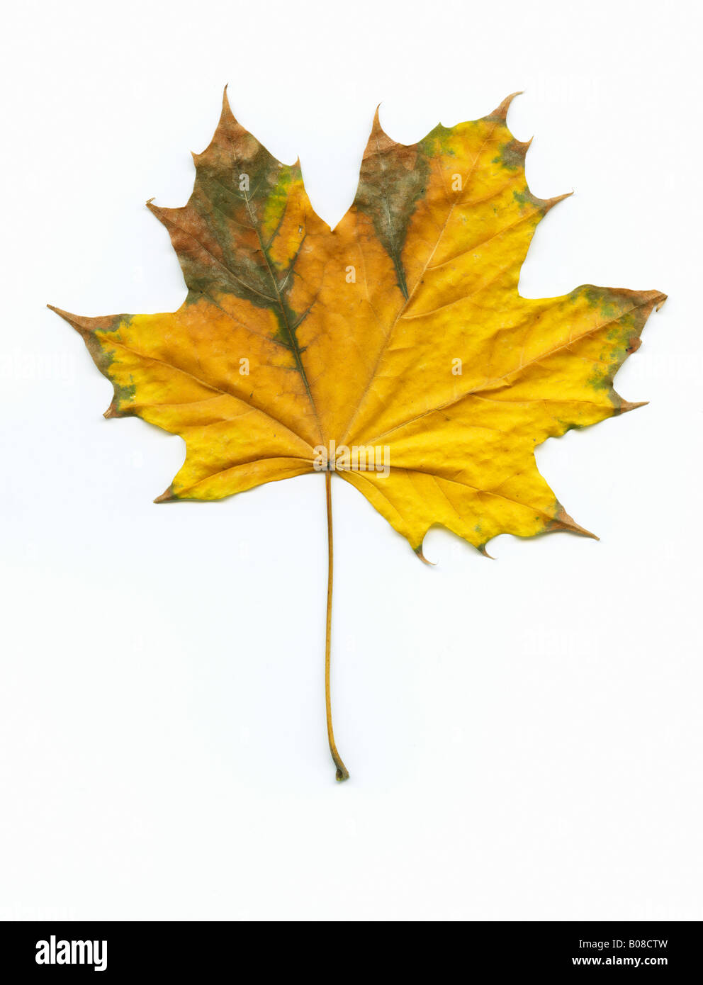 Un bel Giallo autunno foglie da un cavallo di castagno. Foto Stock