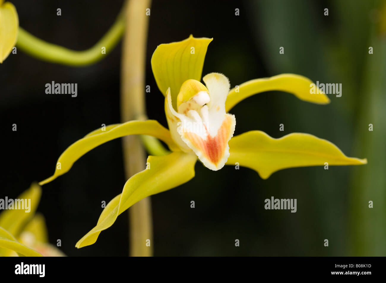 Cymbidium lowianum, coltivate in serra orchidea. Foto Stock Cymbidium lowianum, coltivate in serra orchidea. Foto Stock