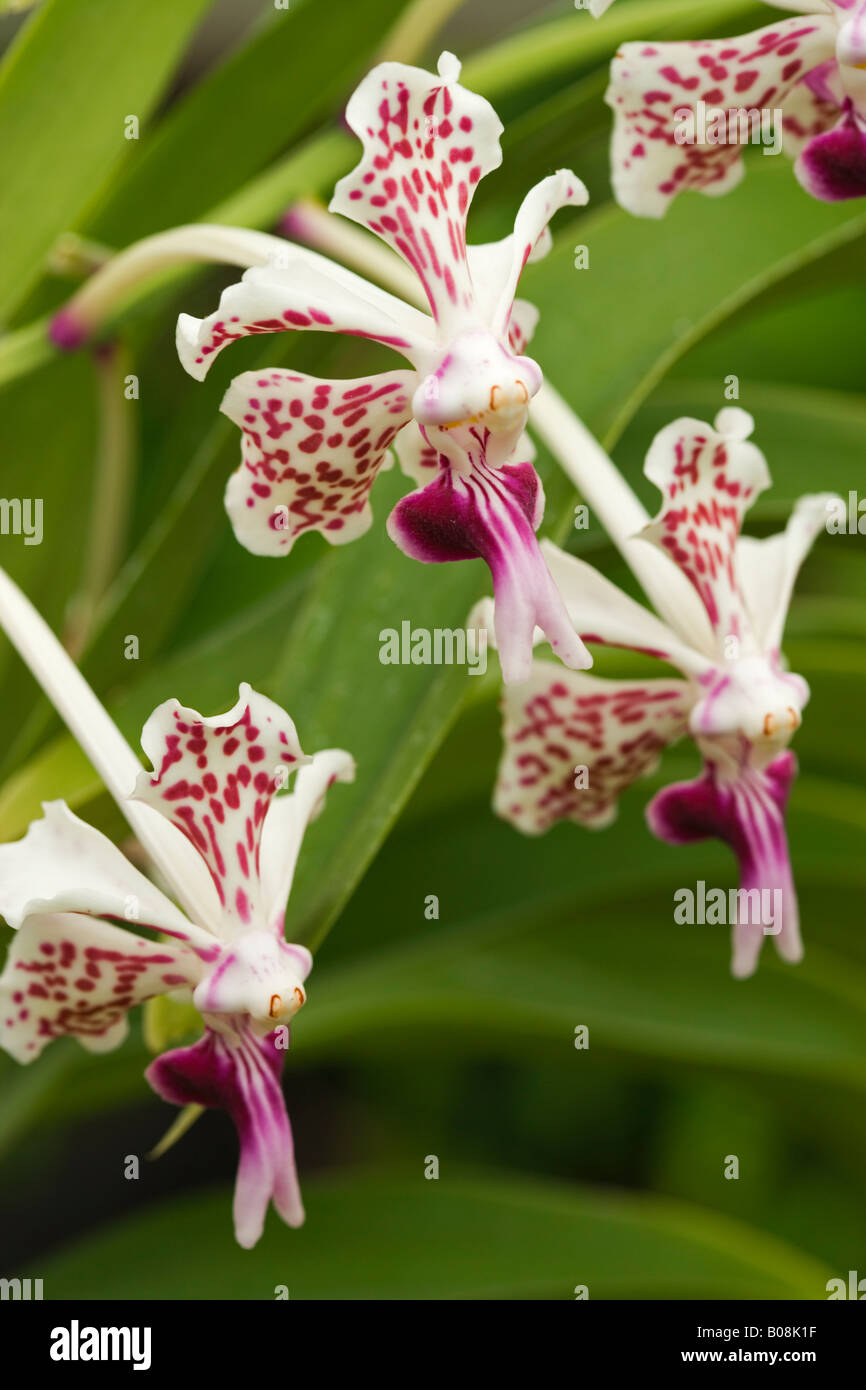 Vanda tricolore var. suavis. Coltivate in serra orchidea. Foto Stock Vanda tricolore var. suavis. Coltivate in serra orchidea. Foto Stock