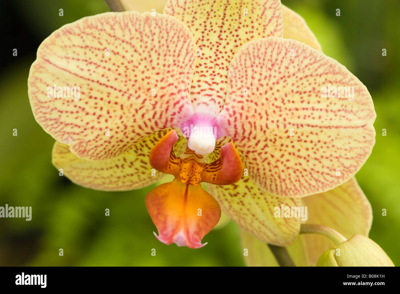 Phalaenopsis 'fratello Lancer", coltivate in serra orchid Foto Stock Phalaenopsis 'fratello Lancer", coltivate in serra orchid Foto Stock