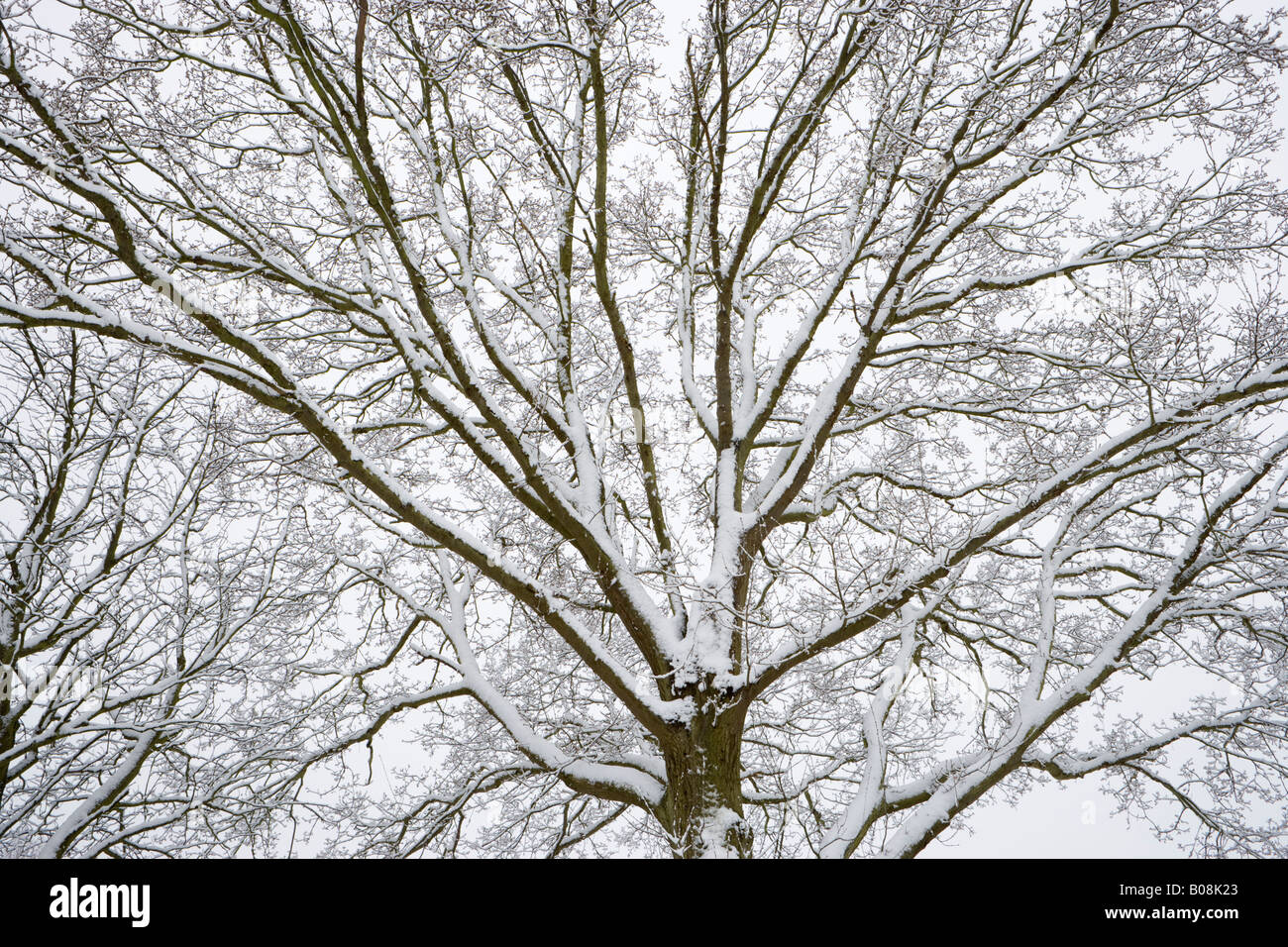 Coperta di neve quercia, Surrey, Regno Unito Foto Stock