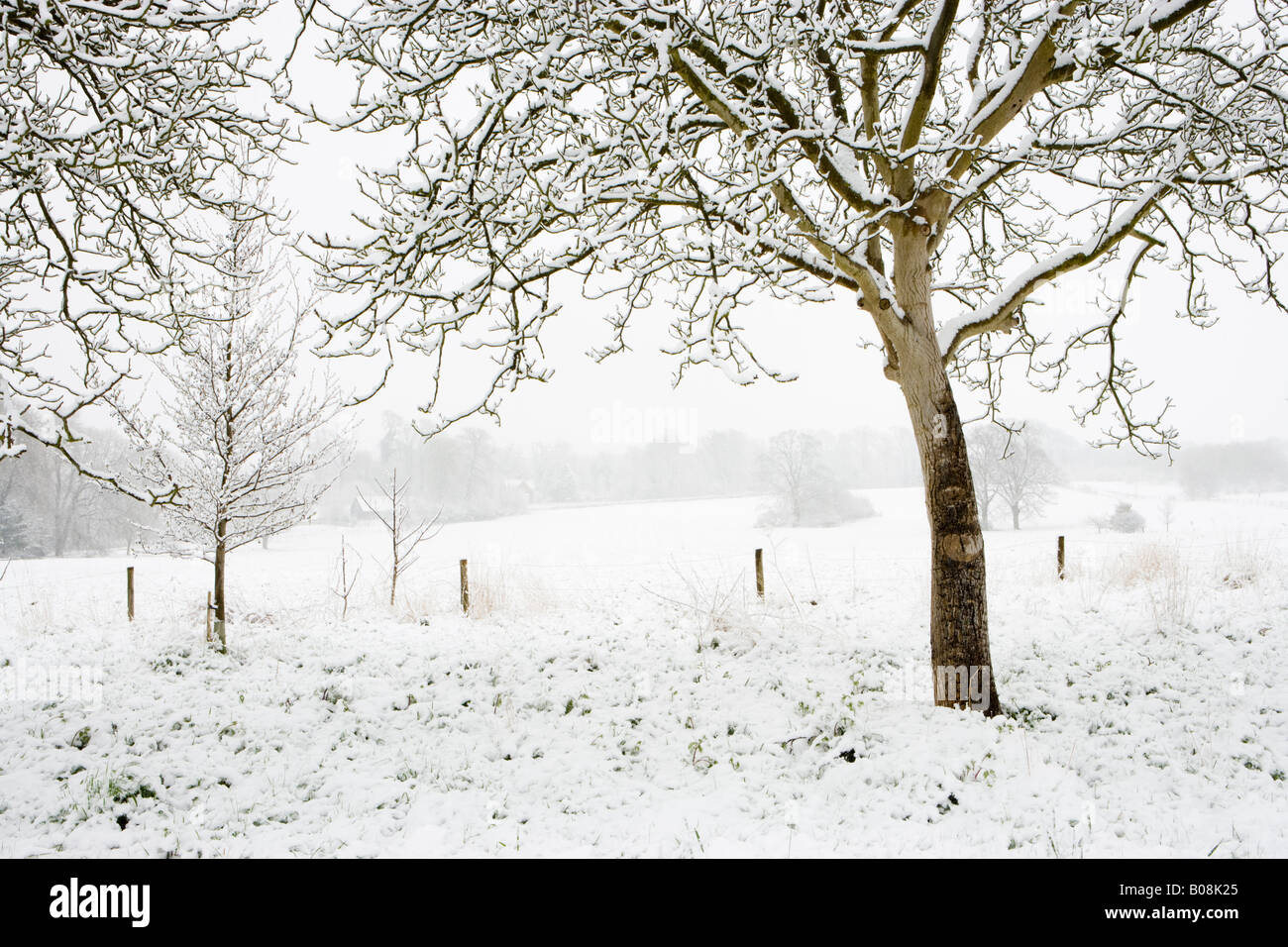 Alberi e campo sotto la neve, East Clandon, Surrey, Regno Unito Foto Stock