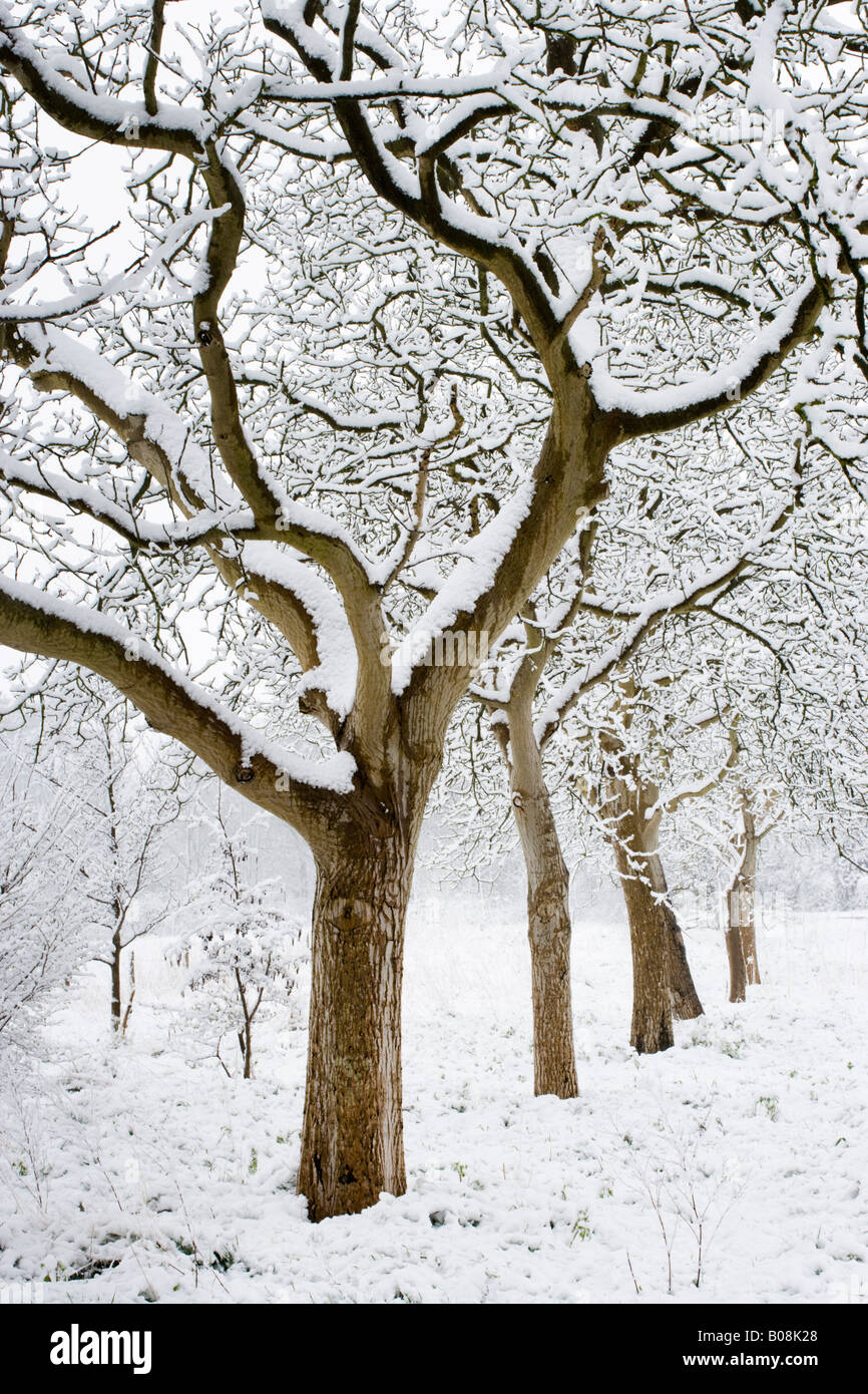 La linea di neve laden alberi a East Clandon, Surrey, Regno Unito Foto Stock