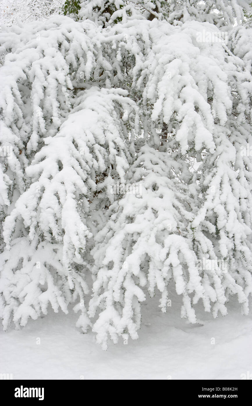 Neve su albero di Yew rami. Surrey, Regno Unito Foto Stock