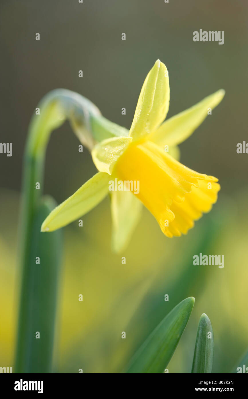 Daffodil, Tete-a-tete. Piccoli popolari varietà di daffodil. Foto Stock Daffodil, Tete-a-tete. Piccoli popolari varietà di daffodil. Foto Stock
