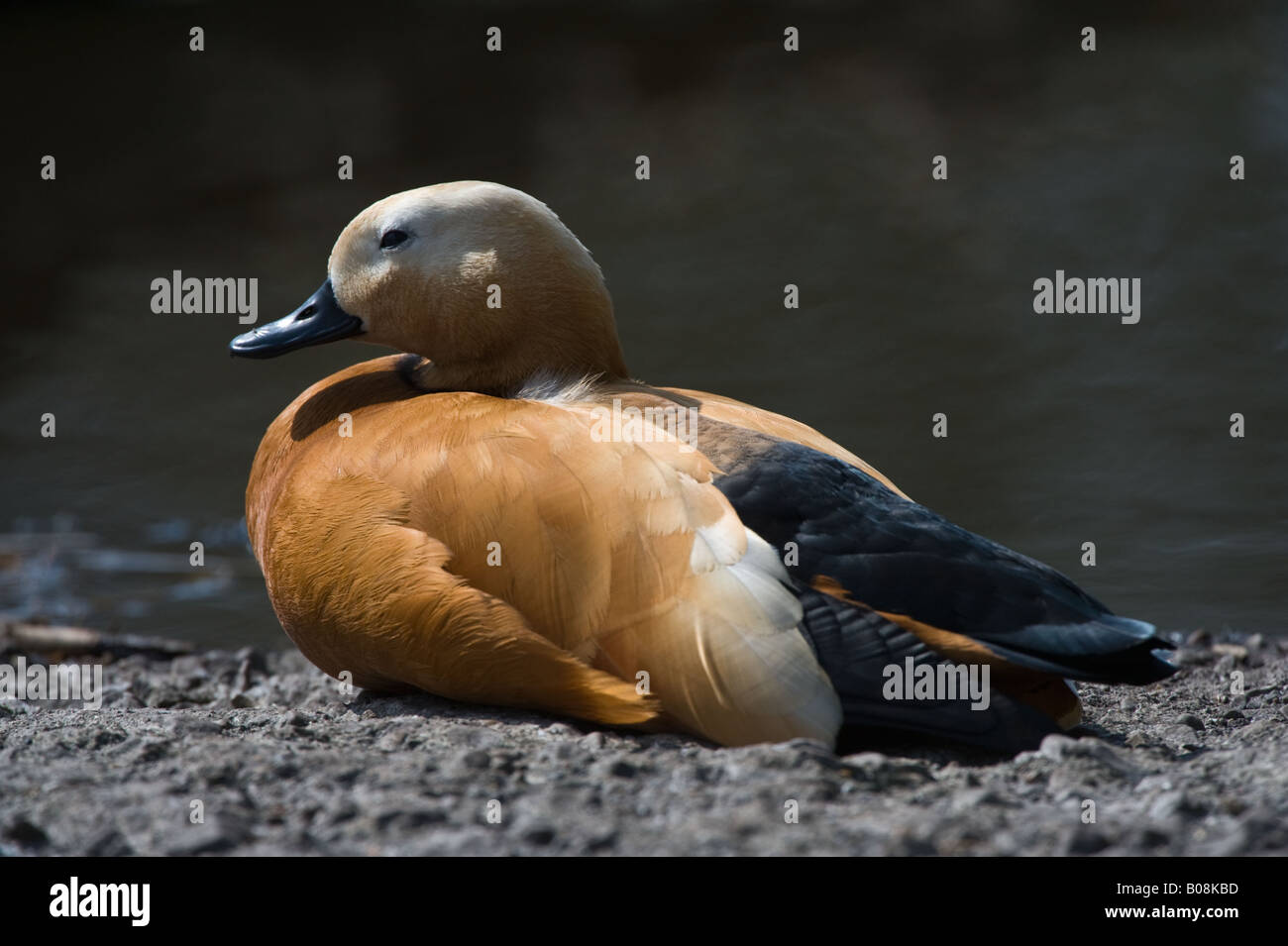 Casarca Tadorna ferruginea maschio adulto in appoggio Martin Mere Wildfowl and Wetlands Trust wigan greater manchester LANCASHIRE REGNO UNITO Foto Stock