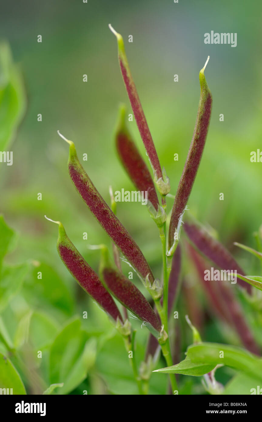 LATHYRUS VERNUS baccelli di semi Foto Stock