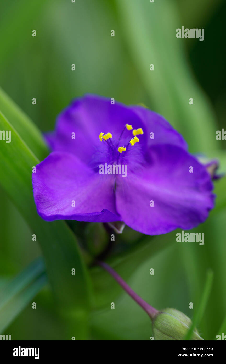 TRADESCANTIA ANDERSONIANA GRUPPO PUREWELL GIANT Foto Stock