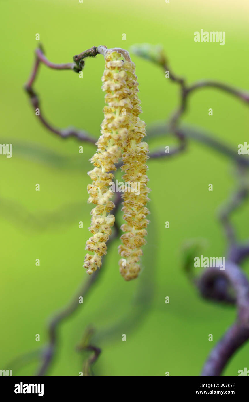 CORYLUS AVELLANA CONTORTA CAVATAPPI HAZEL AMENTI Foto Stock