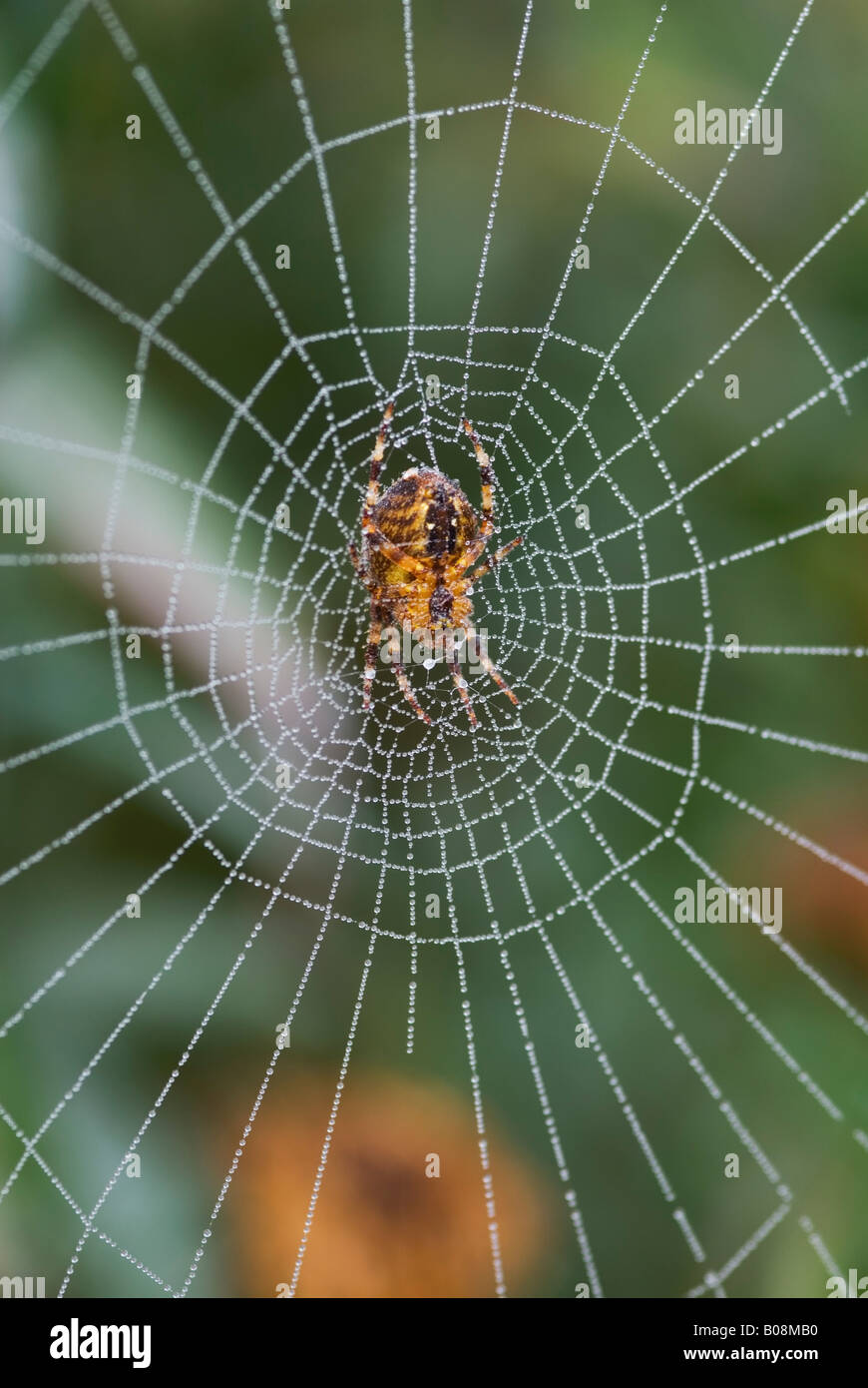 ARANEUS DIADEMATUS GIARDINO SPIDER Foto Stock