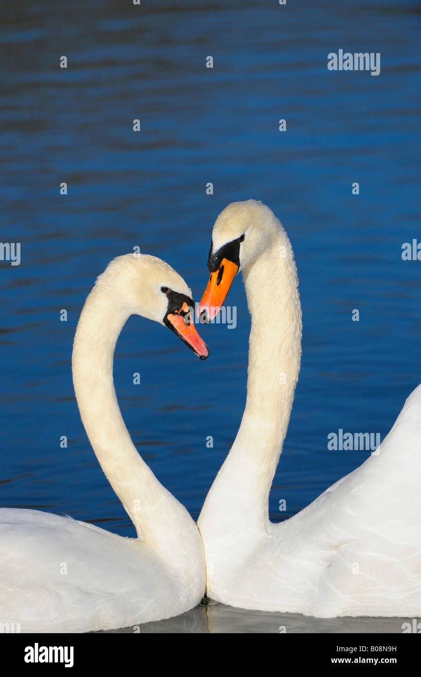 Cigni (Cygnus olor), di corteggiamento Foto Stock